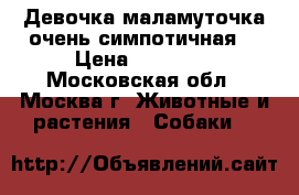 Девочка маламуточка-очень симпотичная. › Цена ­ 10 000 - Московская обл., Москва г. Животные и растения » Собаки   